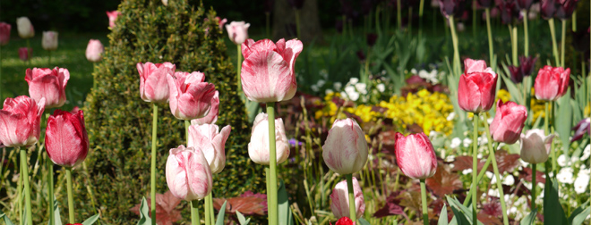 Schmuckbild Frühling