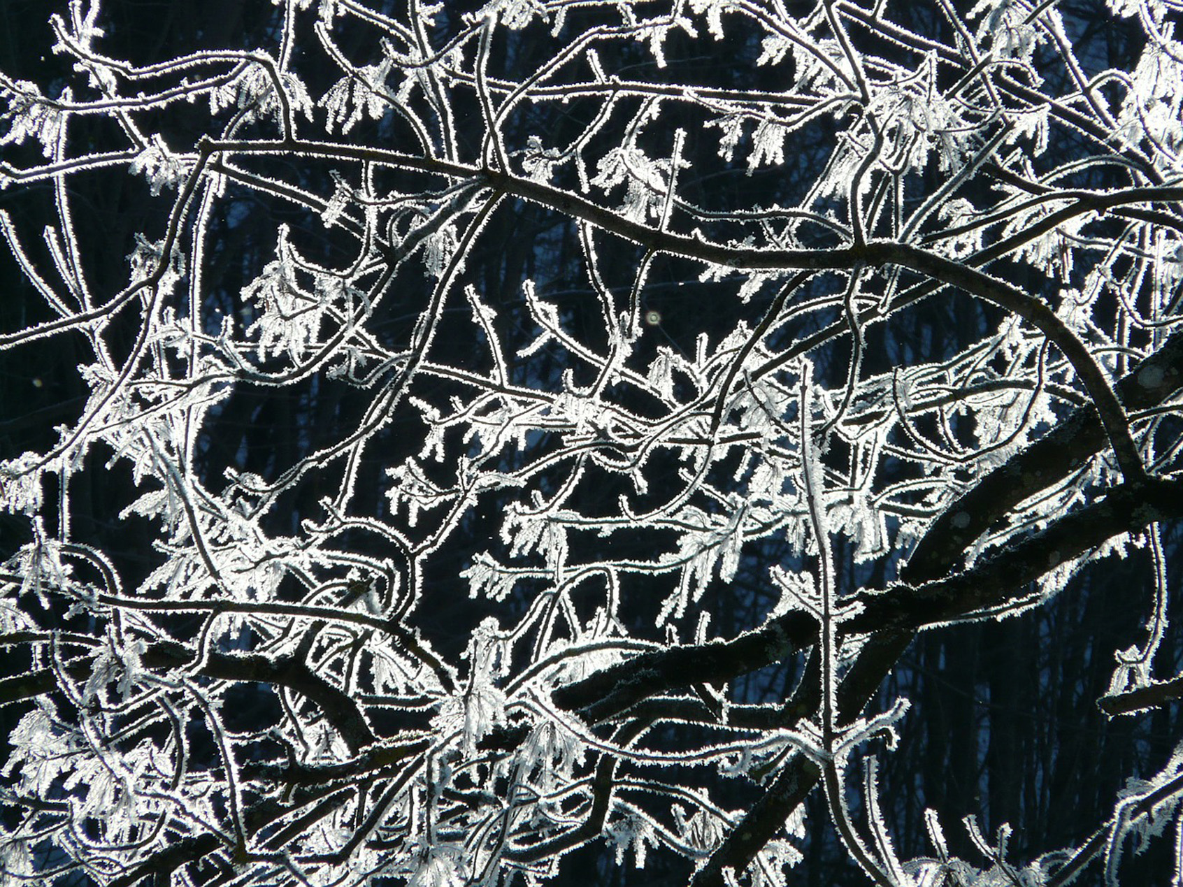 Raureif an Zweigen im Winter