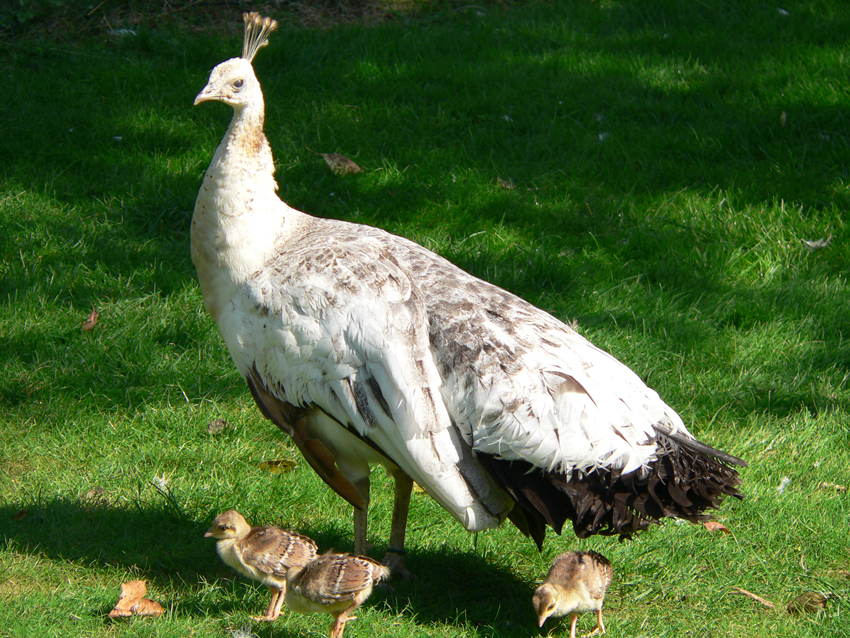 Pfau mit Küken im Garten des Hotels Ebner