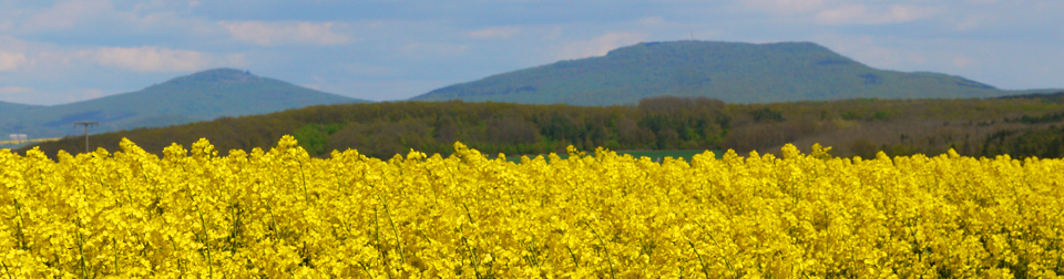 Gleichberge vor blühendem Rapsfeld